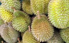 5 Manfaat Durian bagi Kesehatan Bila tak Dikonsumsi Berlebihan