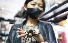 The Ming Cu, Bos Spider Lover Petshop yang Akrab dengan Tarantula