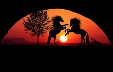 Tradisi Adu Kuda, Simbol Harga Diri Masyarakat Muna