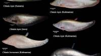Terakhir Ditemukan pada 1851, Ikan Belida Kembali Muncul di Pulau Jawa